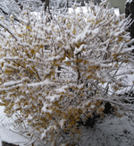 snow-bush